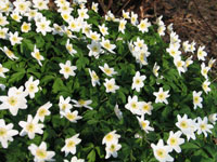 Anemone nemorosa.jpg_s.jpg